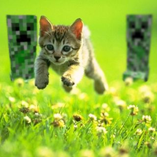 Leaping 귀여운 음식 그림, Rawr Xd, Silly Cats Pictures, Silly Images, Silly Animals, Silly Pictures, Silly Cats, The Grass, Creepers