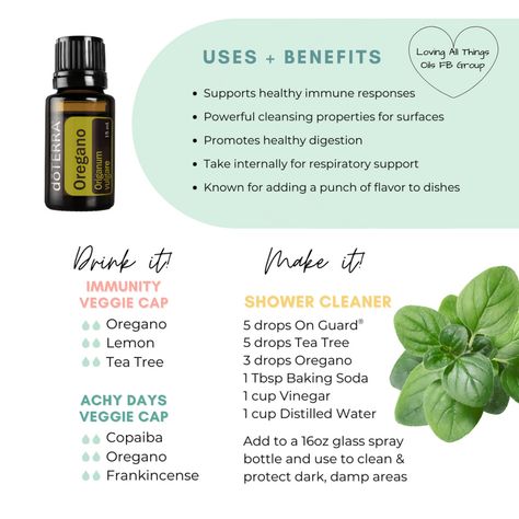 Doterra Oregano Oil, Doterra Tea Tree, Doterra Oregano, Coriander Essential Oil, Oregano Oil Benefits, Origanum Vulgare, Doterra Oils Recipes, Doterra Recipes, Top Essential Oils