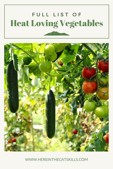 Hot Weather Garden Ideas, Heat Loving Vegetables, Low Sun Vegetable Garden, Full Sun Vegetable Garden, Partial Sun Vegetables, What To Plant In Summer Vegetable Garden, How Much Sun Does A Vegetable Garden Need, Gardening In Hot Dry Climate, Growing Cilantro