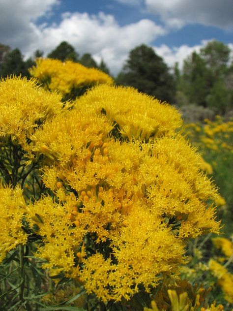 Rabbit Brush, Start Seeds Indoors, Bunny Tails, Pollinator Garden, Medicinal Plants, Flower Seeds, Garden Seeds, Horticulture, Botany