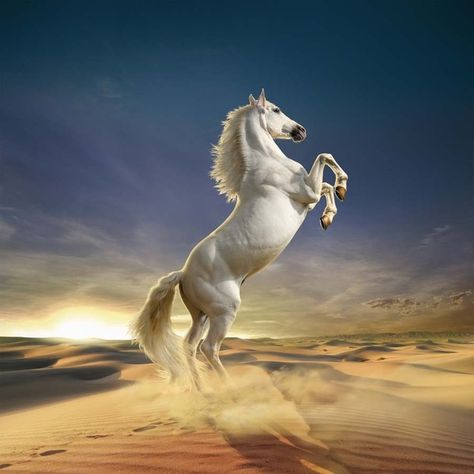 Animals Animated, Standing Horse, Animal Photography Wildlife, Horse Oil Painting, Beautiful Horses Photography, Beautiful Arabian Horses, Horse Wallpaper, Animated Animals, Most Beautiful Horses