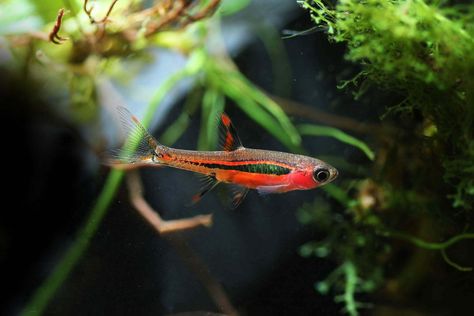 If you are thinking of setting up a nano planted tank, then you have to try chili rasboras — a stunning, cool-toned red fish with a bold, black stripe. Chili Rasbora, Schooling Fish, Fish Types, Community Tanks, Nano Aquarium, Live Aquarium Plants, Planted Tank, Floating Plants, Emerald Eyes