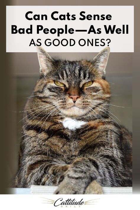 Is it true that cats have the ability to sense bad people—and spot out of the good ones, too? Let’s take a closer look. Cat Facts Funny, Cat Questions, Bad People, Facts Funny, Bengal Kitten, Cat Hacks, Cat Care Tips, Cat Parenting, Cat Behavior