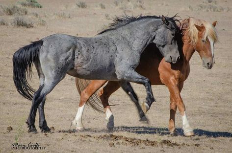 Mustang Horses, Wild Horse Pictures, Wild Horses Mustangs, Horse Inspiration, Mustang Horse, Wild Mustangs, Most Beautiful Horses, Most Beautiful Animals, Horse Drawings