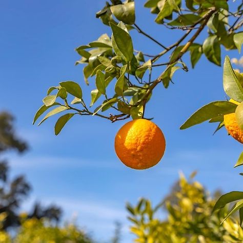 Orange Branch Photography, Fruit References, Orange Tree Branch, Clementine Tree, Orange Branch, Food References, Tangerine Tree, Food Reference, Pic Inspiration