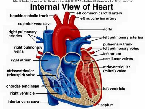 Heart anatomy Eye Anatomy Diagram, Heart Anatomy Drawing, Human Heart Diagram, Liver Anatomy, Cardiac Anatomy, Hip Anatomy, Subclavian Artery, Heart Structure, Human Heart Anatomy