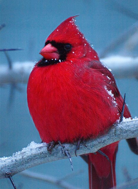 Bright red male Cardinal in winter. How beautiful is that? Let everything that has breath praise You Lord! Psalm 150. Northern Cardinal, State Birds, Cardinal Birds, Red Bird, Close Friends, Red Birds, Pretty Birds, Colorful Birds, Bird Watching