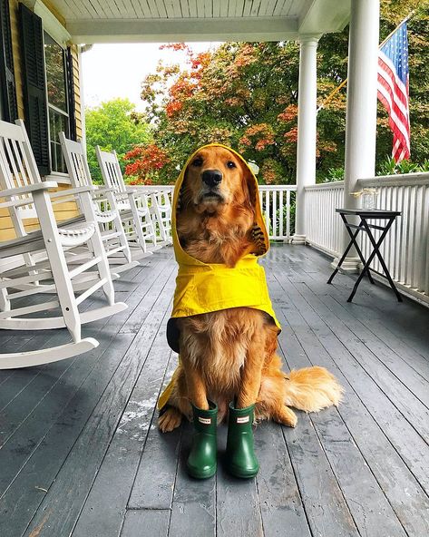 Rainy Days Classy Girls Wear Pearls, Dog Smells, Creation Art, Wear Pearls, Rain Gear, Dog Costumes, Crazy Dog, Cute Creatures, Sweet Animals