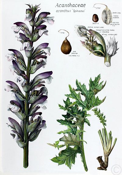 Acanthus is a genus of about 30 species of flowering plants in the family Acanthaceae, native to tropical and warm temperate regions. Other names : Acanthus and Bear's breeches. The generic name derives from the Greek term for the Acanthus mollis, ἄκανθος, akanthos, a plant that was commonly imitated in Corinthian capitals.- Acuarela by Ruth de Monchaux Acanthus Flower Drawing, Acanthus Plant, Acanthus Spinosus, Acanthus Flower, Acanthus Mollis, Illustration Botanique, Roman Art, Flowering Plants, Botanical Painting