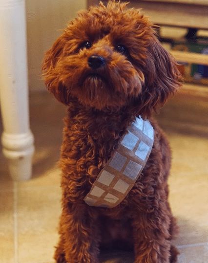 Chewbacca Dog Costumes: Where to Find Them Plus DIY Tips and Dress-Up Ideas Dog Costumes For Brown Dogs, Dog Chewbacca Costume Diy, Chewbacca Dog Costume, Diy Costumes For Dogs, Easy Dog Costumes Diy, Brown Dog Costume, Dogs Outfits, Chewbacca Dog, Dog Costume Ideas