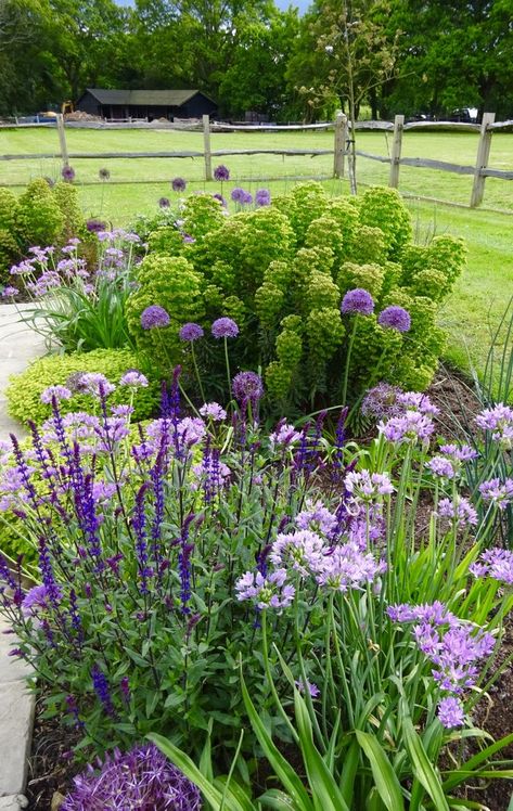 verbena allium garden design - Google Search Allium Flowers Landscaping, Allium Garden, Allium Flowers, Exterior Makeover, Whimsical Garden, Garden Paths, Herb Garden, Garden Beds, Garden Ideas