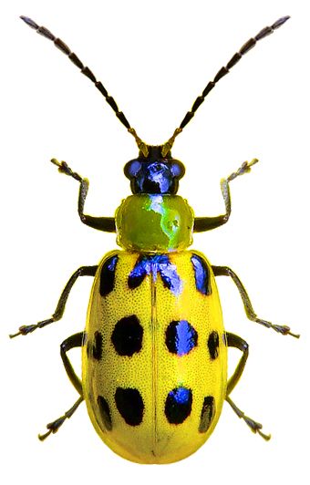 Diabrotica undecimpunctata Yellow Beetle Insect, Colorful Insects Beautiful Bugs, Colourful Insects Beautiful Bugs, Beautiful Insects Photography, Bettles Bugs, Beetle Photography, Creepy Bugs, Bug Photos, Beetle Photo