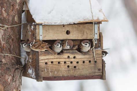 Winter Bird Feeders, Bird Feeder Station, Backyard Birds Watching, Backyard Birds Sanctuary, Survive Winter, Bird Facts, Homemade Bird Feeders, Bird House Plans, Diy Bird Feeder