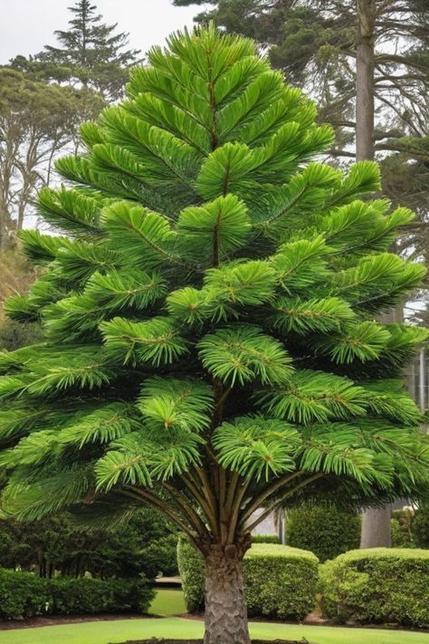 Learn how to grow a Norfolk Island Pine successfully with these easy tips and tricks. Discover the best way to care for your indoor conifer, from watering and light requirements to proper soil and fertilizer. Whether you're a beginner or seasoned plant enthusiast, our guide will help you create the perfect environment for your Norfolk Island Pine to thrive. Elevate your indoor plant game and bring a touch of nature into your home with this stunning evergreen beauty! Norfolk Island Pine Care, Norfolk Island Pine, Norfolk Pine Care, Norfolk Island, Plant Games, Norfolk Pine, Bonsai Garden, How To Grow Taller, Grow Lights