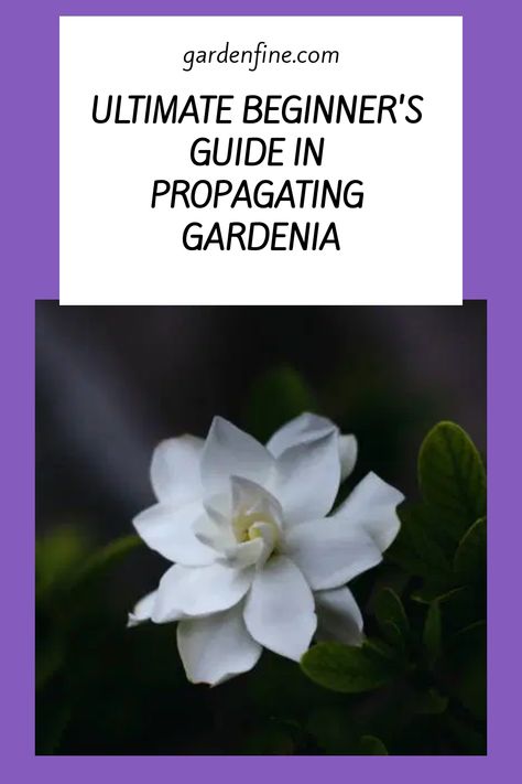 Growing Gardenias, Gardenia Plant, Air Layering, Rooting Hormone, Flowers Gardening, Root Growth, New Roots, Peat Moss, Mother Plant