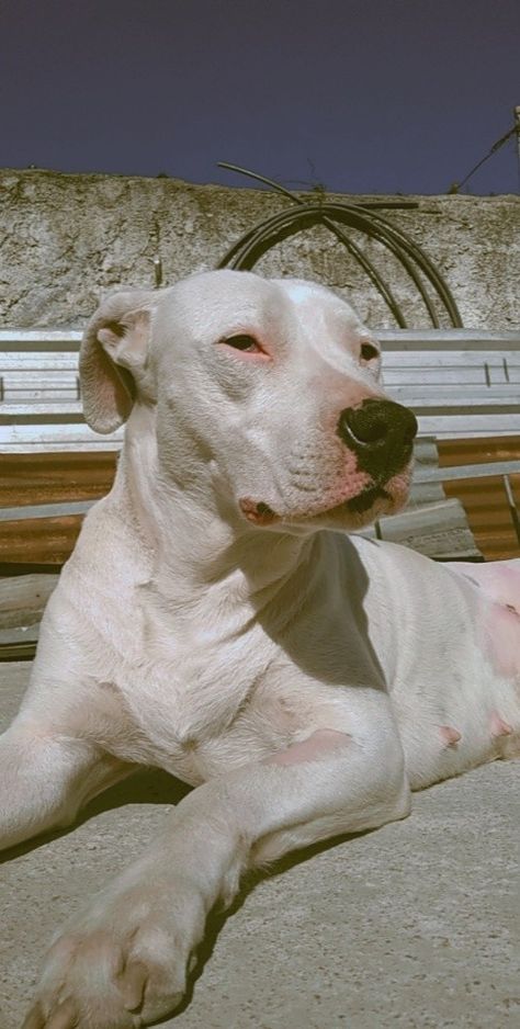 All White Pitbull, Albino Pitbull, White Pitbull Aesthetic, Pitbulls Black And White, Dog Argentino, White Pitbull, Big White Dog Aesthetic, Very Cute Dogs, Cute Little Puppies