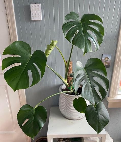 Small Monstera Plant, Big Leaf Plants, Diy Garden Fountains, Tropical Flower Plants, Tropical Beauty, Miniature Plants, Bedroom Plants, Monstera Leaves, Plant Aesthetic