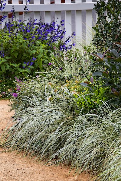 Envy-Worthy Edging. Carex oshimensis 'Everest', a variegated grass-like perennial, makes a handsome bed edge for a limey ‘Lemon Lime’ Nandina and ‘Kaleidoscope’ Abelia, purple-hued Viburnum‘Coppertop’, and dark green Camellia sasanqua ‘Orchid’. Carex Everest, Companion Planting Layout, Driveway Plants, Hillside Plants, Carex Oshimensis, Lemon Lime Nandina, California Native Landscape, Drought Resistant Garden, Summer Vegetable Garden