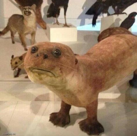 When you accidentally call your teacher “mum”. | 23 Times Socially Awkward Taxidermy Made You Go "Welp! That's Me!" Funny Taxidermy, Giant River Otter, Bad Taxidermy, Photo Ours, Animal Taxidermy, Ugly Animals, Taxidermy Art, River Otter, Funny Animal Memes