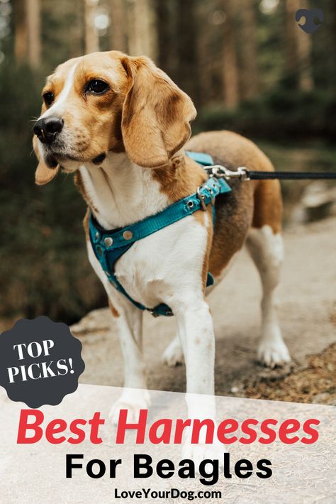 Best Dog Harness, Beagle Dog Facts, Cute Corgi Puppy, Shih Tzu Funny, Corgi Funny, Dog Store, Dog Facts, Beagle Puppy, Pugs Funny