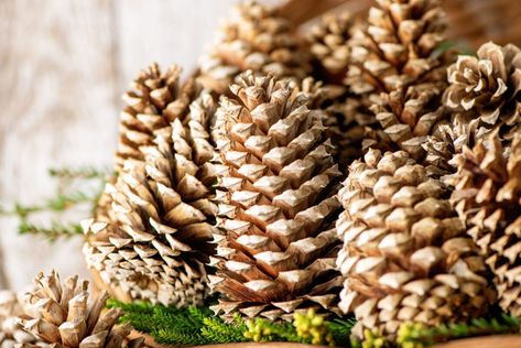 How to Bleach Pine Cones for Unique Holiday Decor Bleach Pinecones, Bleached Pine, Pine Cone Christmas Tree, Diy Pinecone, Diy Snow Globe, Unique Holiday Decor, Holiday Crafts Diy, Cone Christmas Trees, Seasonal Displays