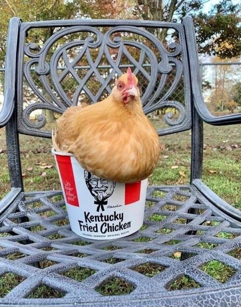 Bucket Of Chicken, Ordinary World, Giant Animals, Backyard Chicken Farming, Beautiful Chickens, Chicken Garden, Little Animals, New Fantasy, Cute Chickens