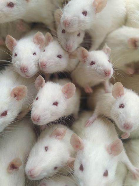 Cute Rat Aesthetic, Albino Rat, Cute Animal Pfp, Cute Animal Pics, Animal Pfp, Pet Aesthetic, Cute Animal Character, Fancy Rats, Funny Rats