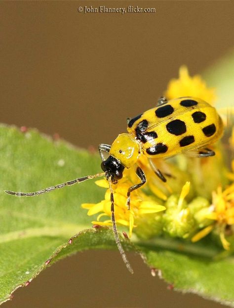 Cucumber Beetles - Bonide Plant Parts, Cucumber Beetles, Green Beetle, Yellowish Green, Parts Of A Plant, Beetles, Grasses, Garden Landscaping, Cucumber