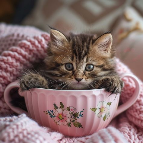 Cozy Kitten Cup: Adorable #fluffy #kitten peeking out from a pastel pink #teacup surrounded by a #soft #blanket. #cute #cozy #aiphoto #aiart #stockcake ⬇️ Download and 📝 #Prompt 👉 https://stockcake.com/i/cozy-kitten-cup_585828_897629 Kitten Photography, Kitten Cuddle, Kitten Eyes, Teacup Cats, Pink Nature, Orange Kittens, Fluffy Kittens, Kitten Photos, Sleeping Kitten