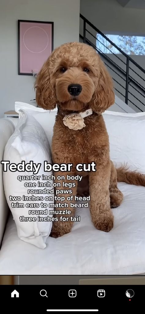 Miniature Golden Doodle Haircut, Summer Doodle Haircut, Goldendoodle Short Haircut, Golden Doodle Teddy Bear Cut, Golden Doodle Summer Haircut, Goldendoodle Summer Haircut, Labradoodle Grooming Haircuts, Teddy Bear Doodle, Doodle Grooming