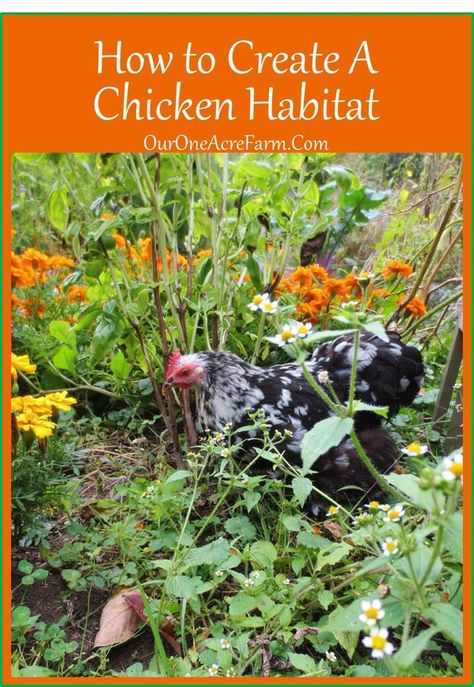 How to Create a Chicken Habitat - based on info about the habits and habitat of the chicken's wild relatives, the jungle fowl. Also tips on how to make the most of a small space. Enrichment For Chickens, Chicken Enclosure Ideas, Chicken Chunnel, Chicken Habitat, Chicken Enrichment, Jungle Fowl, Chicken Enclosure, Homestead Animals, Backyard Chicken Farming