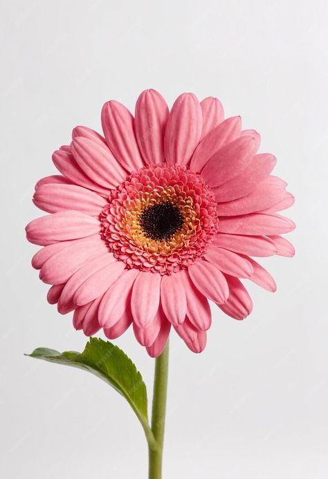 Premium Photo | Pink gerbera flower isolated on white background Flower Drawing Reference Photo, Flowers Reference Photo, Flower Reference Photo, Evolution Project, White Flower Png, Gerbera Flower, Pink Gerbera, Most Popular Flowers, Web Design Tools