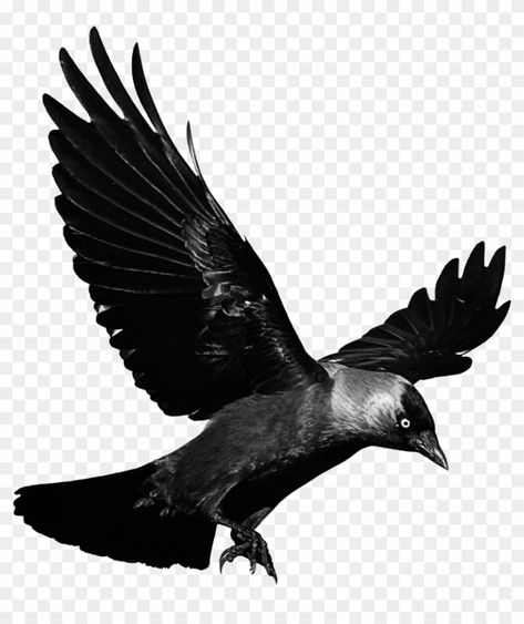 Background Hd Png, Thirsty Crow, Raven Flying, Crow Photography, Eagle Cartoon, Png Scrapbook, Crow Photos, Crow Flying, Birds Png