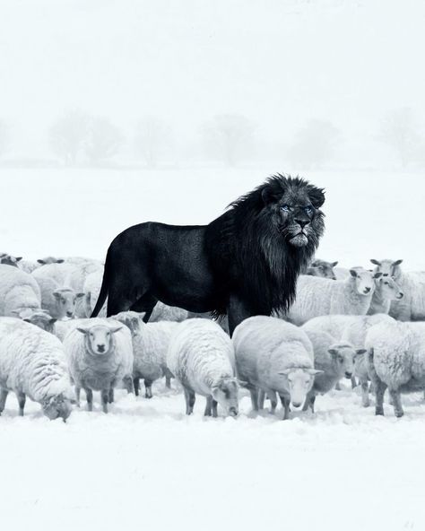 Black Lion among sheep 🦁 🌚🐑 . . . #blacklions #blacklion #sheep #inspirational #natureinspired #inspiringnature #winterwonderland Black Lion, A Lion, Sheep, Lion, On Instagram, Instagram, Black