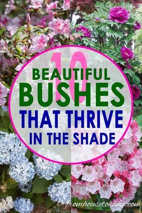 Shade Bushes, Best Shrubs For Shade, Evergreens For Shade, Shade Loving Shrubs, Plants Under Trees, Evergreen Bush, Shade Shrubs, Shade Garden Plants, Landscaping Software