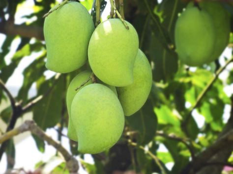 I Cut a Mango Unripe Mango, Mango Trees, Ripe Mango, Food Prep Storage, Sources Of Vitamin A, Kinds Of Fruits, Mango Fruit, Mango Recipes, Mango Tree