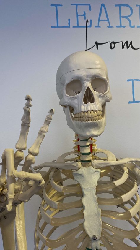 Orthopedic Aesthetic, Skeleton Photography, Medical Skeleton, Skeleton Pics, Physical Therapy Student, Medical Photography, Medical School Inspiration, Rad Tech, Funny Skeleton