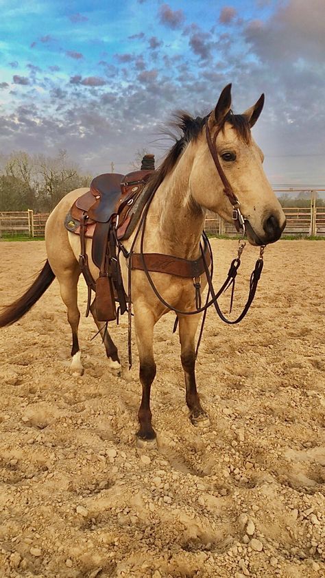 Buckskin Barrel Horse, Buckskin Horse Aesthetic, Quarter Horse Colors, Horses Buckskin, Horse Buckskin, Buckskin Horses, Western Horse Riding, Roping Horse, Ranch Horses