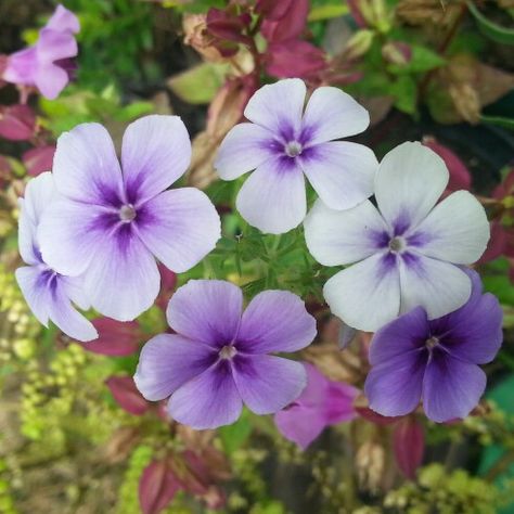 Mas flores en Rivera - Huila - Colombia Beautiful Flowers, Tattoos, Plants, Flowers, Nature