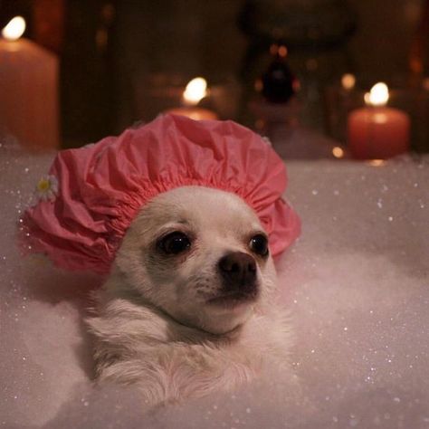 Spa Routine, Chihuahua, Self Care, Spa, Funny, Pink