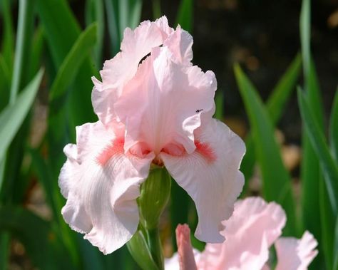 Pink Iris, Shade Gardening, Tall Bearded Iris, Gladioli, Iris Garden, Iris Flower, Garden Bulbs, Bearded Iris, Iris Flowers