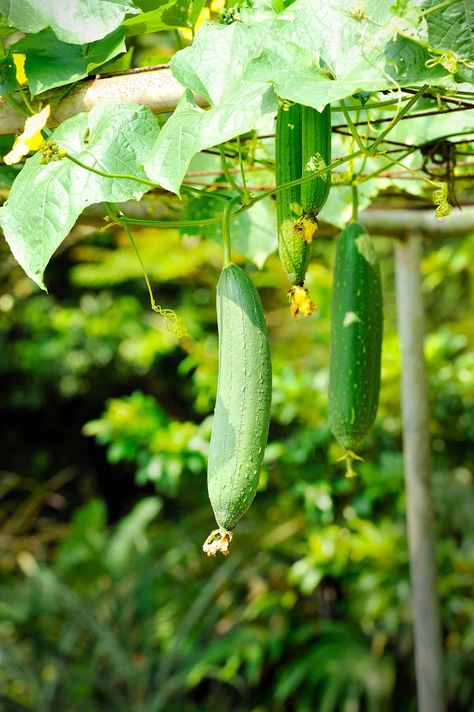 How To Grow Loofah Sponges - Plantglossary Grow Loofah, Loofah Plant, Lavender Hedge, Natural Cleaning Solutions, Natural Body Scrub, Body Scrub Recipe, Loofah Sponge, Home Plants, Shower Scrubber