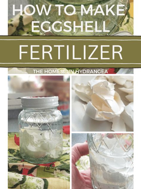 eggshell Fertilizer for your plants Egg Shell Fertilizer For Plants, Egg Shell Fertilizer, Eggshell Fertilizer, Coffee Grounds For Plants, Homemade Plant Fertilizer, Homemade Plant Food, Diy Fertilizer, Flower Fertilizer, How To Make Water