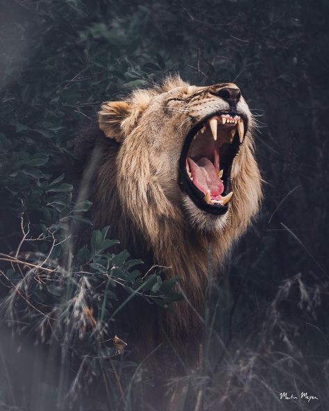 Breaking the Darkness .// Have you ever heard a Lion roar?It seems like a basic question with a yes or no answer. But it goes so much… Lion Snarling, Wallpapers Lion, Kate Daniels, Lion Roar, Jungle Lion, Kitty Aesthetic, Wild Animal Wallpaper, Lion Love, Wild Tiger