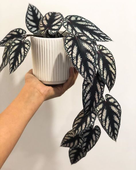 Sophie Courtney on Instagram: “Today I came across a few plant care posts and it reminded me of how hard it is to care for plants.I am so grateful for my paper plants and…” Gothic Plant Decor, Plant Gothic Decor, Goth Plant Aesthetic, Gothic Houseplants, Houseplants Aesthetic Dark, Plant Goals, Goth Garden, Gothic Garden, Paper Plants