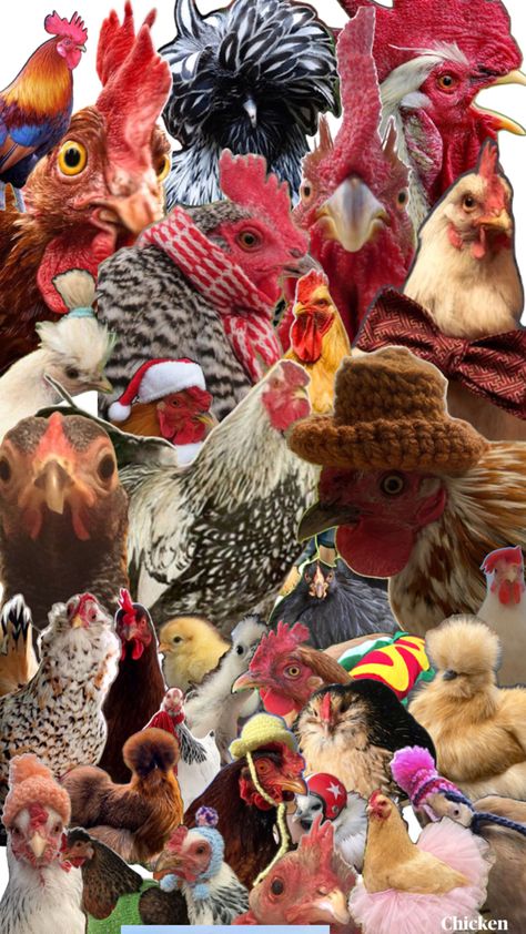 Chicken Chicken Collage, Relatable Crush Posts, Chicken, Collage, Animals, Nature