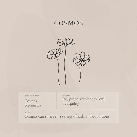 Cosmos Flowers Quotes, Cosmos Flower Finger Tattoo, Cosmos Minimalist Tattoo, Marigold Tattoo Meaning, Cosmos Flower Tattoo With Name, Meaning Of Cosmos Flower, Tranquil Tattoo Ideas, Small Cosmos Tattoos, Cosmos Flower Sketch