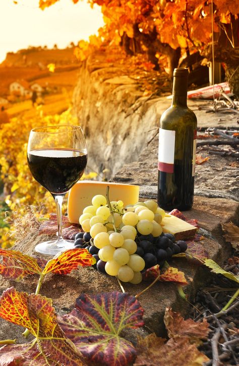 Glass of red wine on the terrace vineyard in Lavaux region, Switzerland - luxury wine accessories at https://www.mimisfifis.com Grapes And Cheese, Brunello Di Montalcino, Autumn Wine, Wine Event, Expensive Wine, Under The Tuscan Sun, Wine Cheese, Autumn Beauty, Tuscany Italy