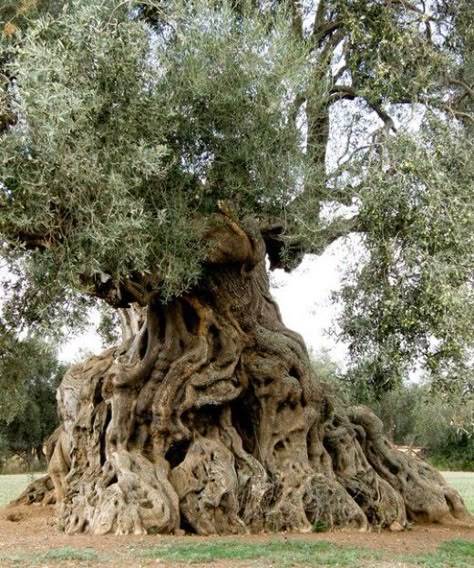 900 Year Old Olive Tree with Massive Trunk in Ortumannu, Sardinia Old Olive Tree, Elder Tree, Palm Tree Pictures, Weird Trees, Amazing Trees, Fire Wood, Eucalyptus Tree, Cedar Trees, Old Tree