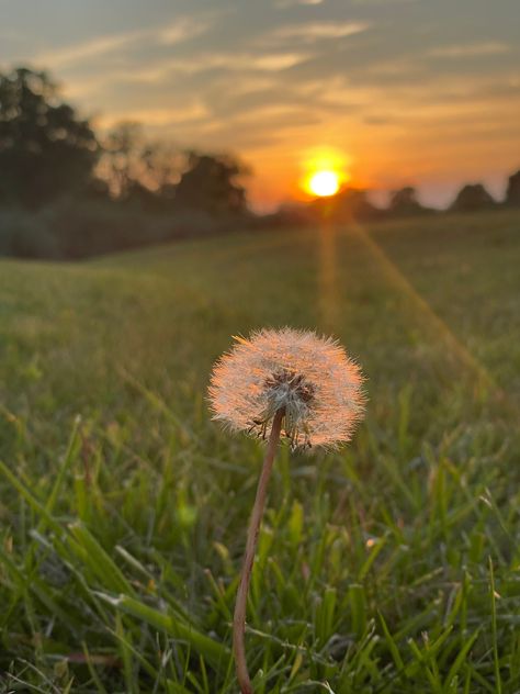 digital print of photo of sunset light streaming through single dandelion in a field  raw photo, no edits Pictures To Edit Raw, Wish Aesthetic, Dandelion Sunset, Dandelion Aesthetic, Woman In Nature, Raw Pictures, Pretty Nature, Sunflower Pictures, Sunset Light